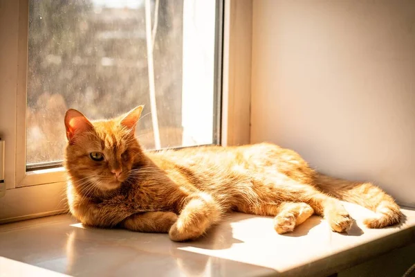 Suddig Bild Vacker Gyllene Enögd Katt Liggande Fönsterbrädan Täckt Solljus — Stockfoto