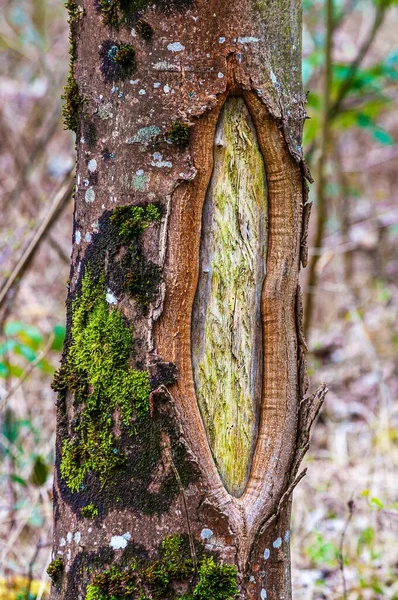 Zbliżenie Wydłużonej Rany Drzewa Mchu Rosnących Pniu Drzewa Rezerwacie Przyrody — Zdjęcie stockowe