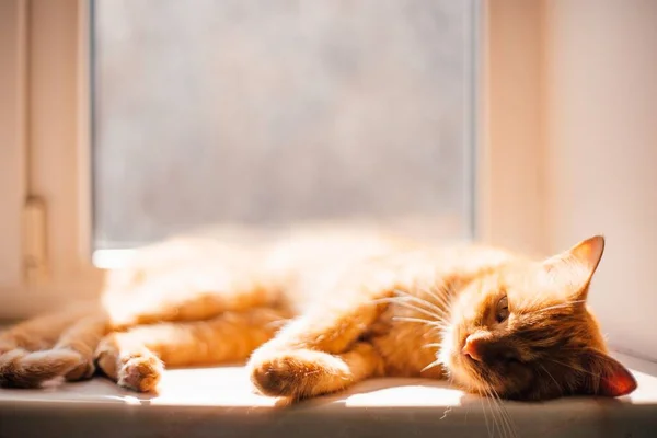 Знімок Красивого Золотистого Кота Лежить Втомлений Підвіконні Вкритому Сонячним Світлом — стокове фото