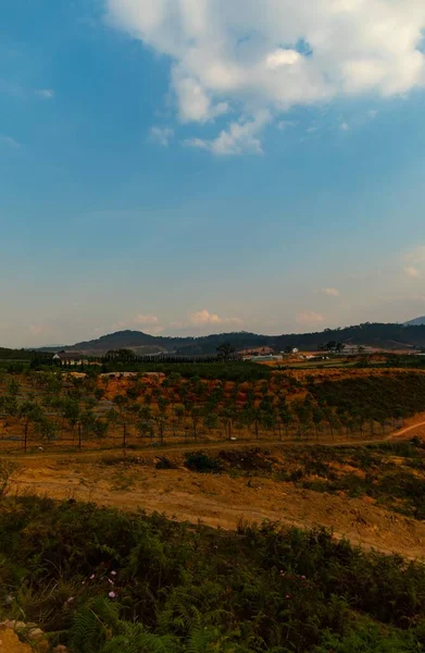 Tiro Vertical Uma Colina Coberta Árvores Sob Céu Azul Dalat — Fotografia de Stock