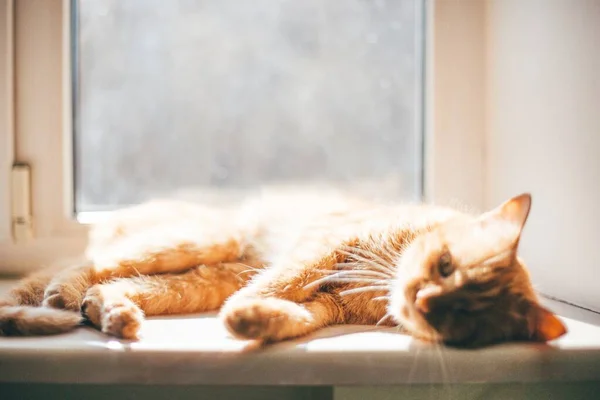 Bild Vacker Gyllene Enögd Katt Som Ligger Trött Fönsterbrädan Täckt — Stockfoto