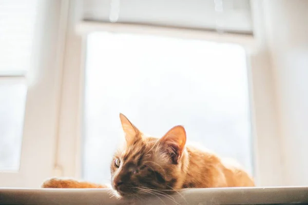 Tek Gözlü Güzel Bir Kedinin Bulanık Görüntüsü Pencerenin Pervazında Yorgun — Stok fotoğraf