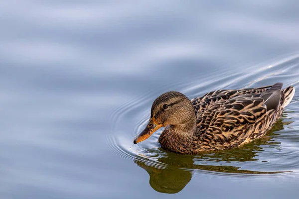 Tiro Perto Pato Graciosamente Nadando Lagoa — Fotografia de Stock