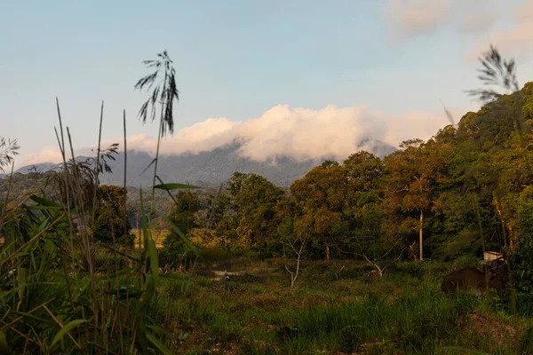 Uno Scatto Selettivo Alberi Verdi Con Montagne Sullo Sfondo Dalat — Foto Stock