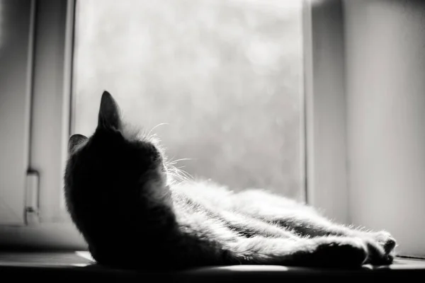 Grayscale Shot Beautiful Cat Lying Window Sill Looking Out Window — Stock Photo, Image