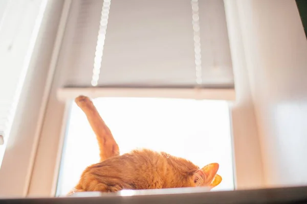 햇빛을 가리고 창가에 아름다운 고양이의 — 스톡 사진