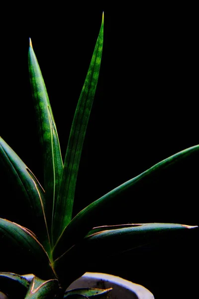 Een Verticaal Shot Van Groene Loof Van Een Plant Het — Stockfoto