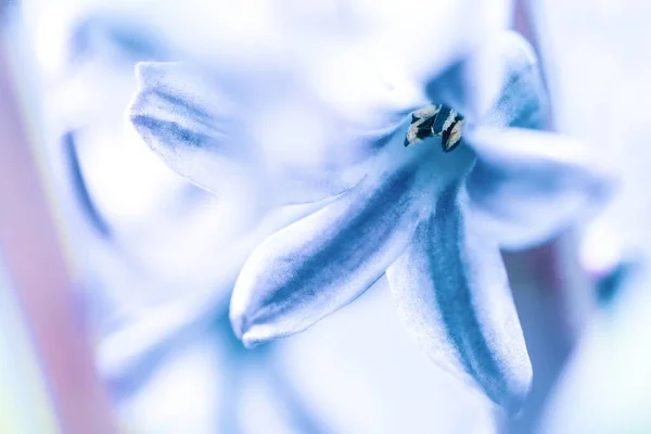 Selektywny Ostrość Piękny Niebieski Hiacynt Kwiat Rozmytym Tle — Zdjęcie stockowe