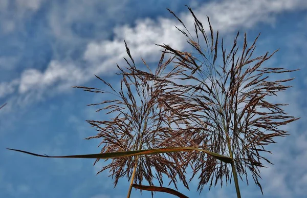 Ângulo Baixo Close Tiro Ramos Grama Doce Com Céu Fundo — Fotografia de Stock