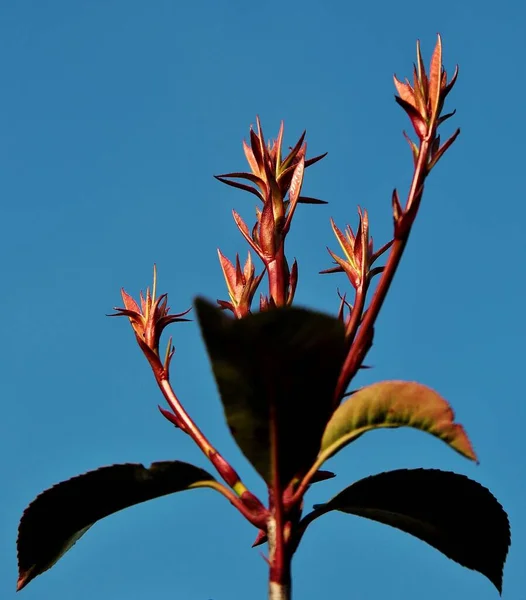 一种蓝色背景的龙虾爪植物的选择性聚焦拍摄 — 图库照片