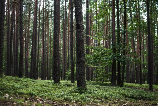 Vacker Natur Höga Träd Skogen — Stockfoto