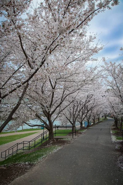 Hermosos Cerezos Plena Floración Primavera Largo Una Pasarela Hazel Ruby — Foto de Stock
