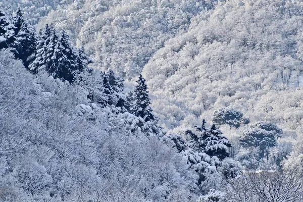 一片美丽的森林风景 冷杉树覆盖着雪 — 图库照片