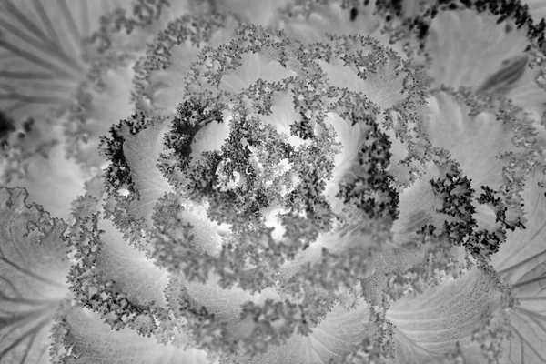 Greyscale Closeup Shot Ornamental Kale — Stock Photo, Image