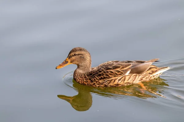 一只鸭在池塘里优雅地游泳的特写镜头 — 图库照片
