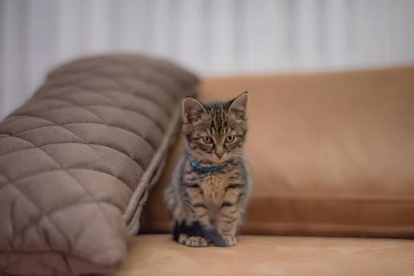 Una Hermosa Toma Lindo Gatito Marrón Jugando Sofá Marrón Claro —  Fotos de Stock