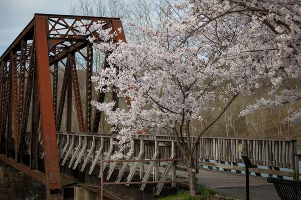 西维吉尼亚州摩根城Hazel Ruby Mcquain公园 美丽的樱桃树盛开 铁桥和长椅铺在铁道上 — 图库照片