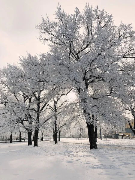 Vertikal Bild Park Omgiven Träd Täckta Snö Solljuset Dagen — Stockfoto