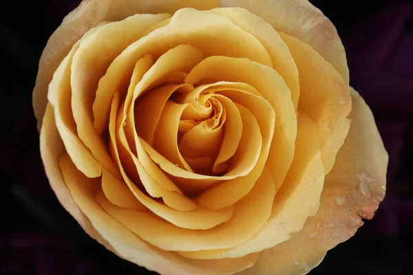 Eine Nahaufnahme Einer Gelben Rose Mit Wassertropfen — Stockfoto