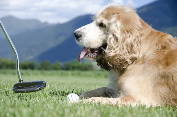 A closeup selective focus shot of a dog watching a golf game and sitting on the grass
