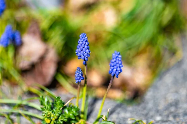 Plano Enfoque Superficial Flores Jacinto Uva Jardín Con Fondo Borroso — Foto de Stock