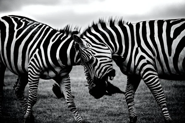 Close Greyscale Dois Zebras Jogando Campo Sob Luz Sol Com — Fotografia de Stock