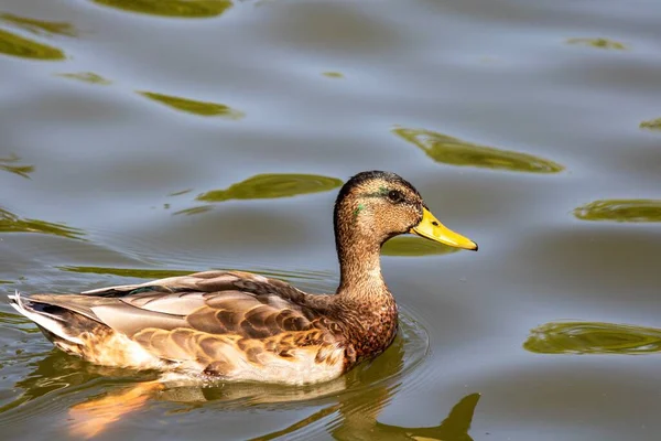 Detailní Záběr Kachny Elegantně Plavající Jezírku — Stock fotografie