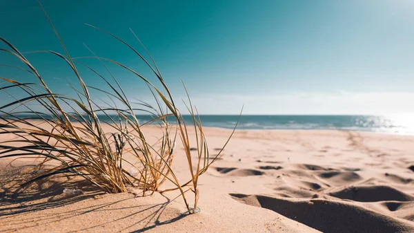 Eine Nahaufnahme Von Gras Sand Einem Strand Der Tagsüber Sonnenlicht — Stockfoto