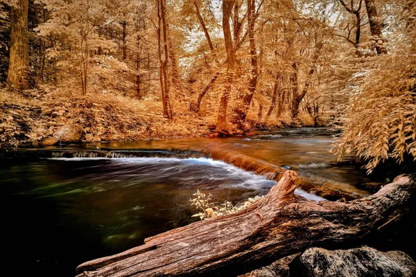 Una Hermosa Vista Tronco Madera Junto Río Rodeado Árboles Altos — Foto de Stock