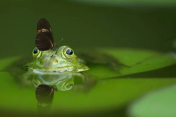 Selektywne Ujęcie Motyla Siedzącego Głowie Ślicznej Żaby — Zdjęcie stockowe