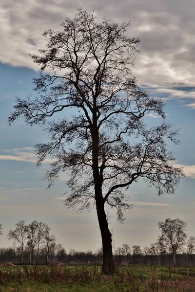 Disparo Vertical Árbol Desnudo Valle Bajo Cielo Nublado — Foto de Stock