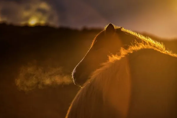 Fascinante Vista Silueta Caballo Campo Durante Puesta Del Sol — Foto de Stock