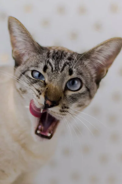 Tiro Vertical Gato Gostando Sua Boca Enquanto Faz Rosto Estranho — Fotografia de Stock