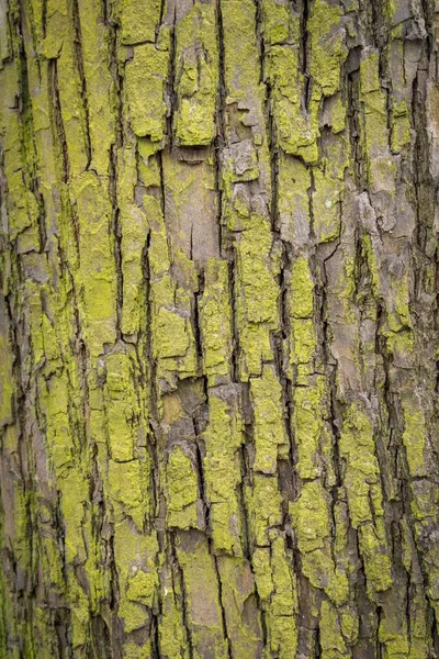 Vertikal Närbild Skott Stammen Trädet Barken Delvis Flisas — Stockfoto