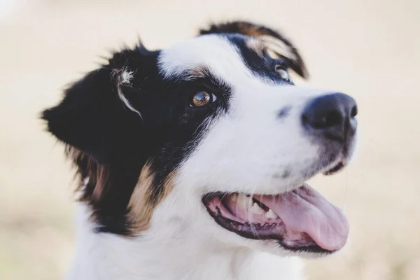 Tiro Close Cão Bonito Com Fundo Borrado — Fotografia de Stock