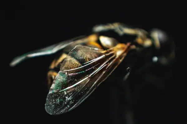 Uma Imagem Macro Uma Abelha Sob Luzes Isoladas Fundo Preto — Fotografia de Stock