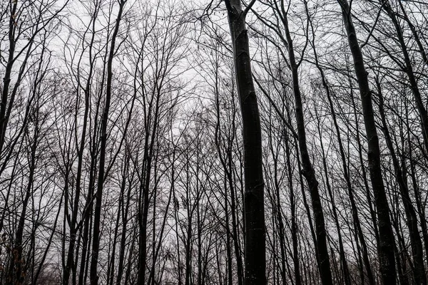 Kışın Yapraksız Ağaçlarla Dolu Bir Ormanın Gri Tonlu Görüntüsü — Stok fotoğraf