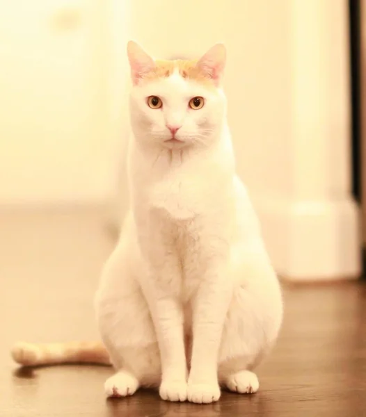 Вертикальний Знімок Білої Кішки Сидить Підлозі Розмитим Тлом — стокове фото