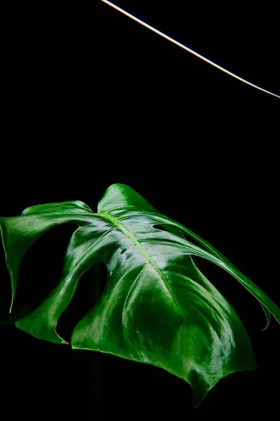 Colpo Verticale Della Foglia Verde Una Pianta Buio — Foto Stock