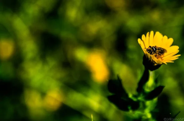 一只蜜蜂坐在一朵鲜亮的黄色花朵上的特写镜头 — 图库照片