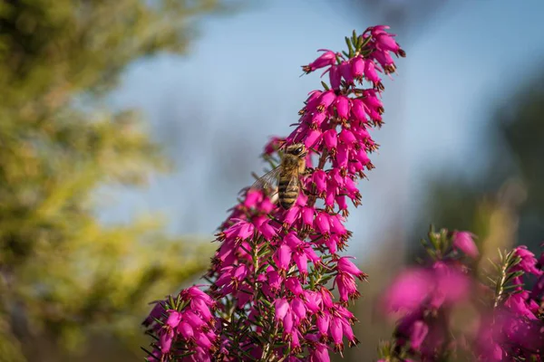 Tiro Close Bumblebee Coletando Néctar Belas Flores Roxas Família Loosestrife — Fotografia de Stock