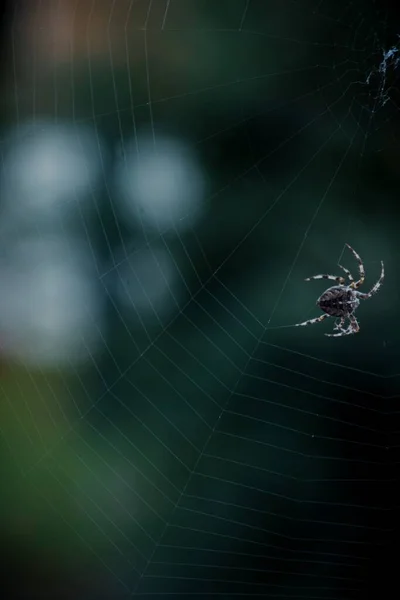 Eine Selektive Nahaufnahme Einer Schwarzen Spinne Die Auf Einem Netz — Stockfoto