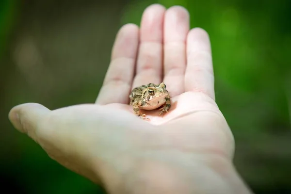 Primer Plano Pequeño Sapo California Mano Una Persona Bajo Luz — Foto de Stock