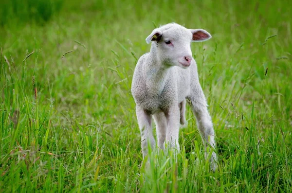 Una Hermosa Toma Cordero Medio Del Campo Verde —  Fotos de Stock