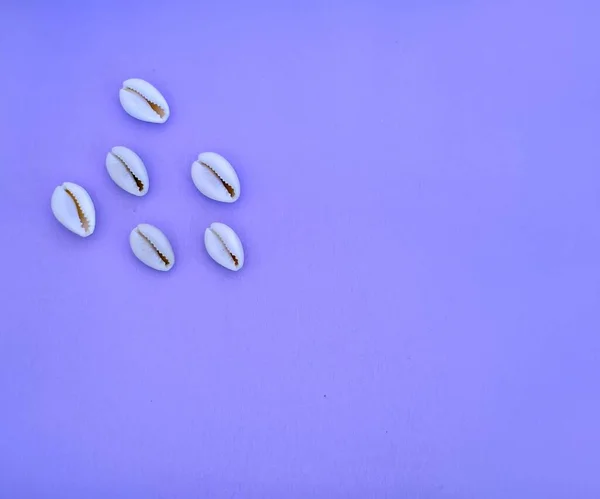 Eine Hochwinkelaufnahme Schöner Kleiner Muscheln Auf Violettem Hintergrund — Stockfoto