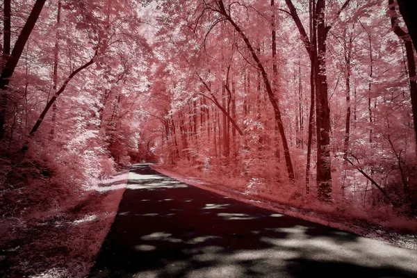 Kızıl Ötesiyle Çekilmiş Uzun Ağaçlarla Çevrili Dar Bir Yolun Güzel — Stok fotoğraf