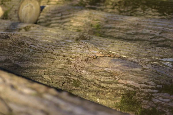 Gros Plan Plusieurs Morceaux Bois Les Uns Côté Des Autres — Photo