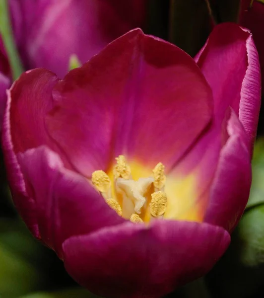 Een Close Shot Van Een Paarse Tulp Overdag — Stockfoto