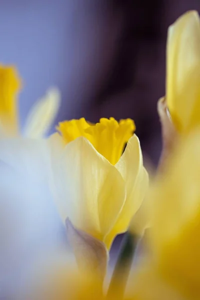 Függőleges Szelektív Fókusz Lövés Egy Gyönyörű Sárga Virág Homályos Sötét — Stock Fotó