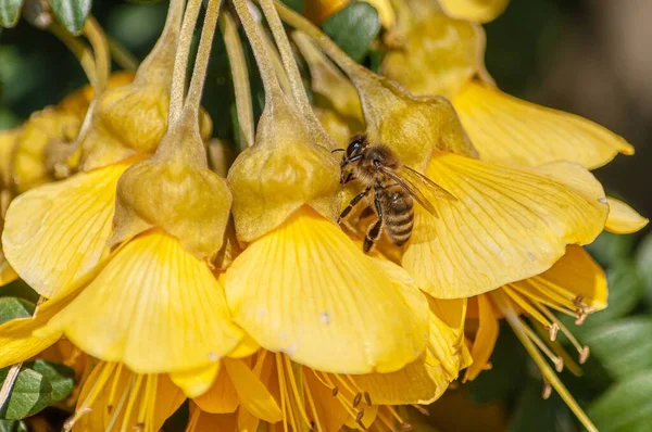 在瑞士 一只大黄蜂在一朵漂亮的黄色花瓣上采集花蜜 这是一张特写镜头 — 图库照片